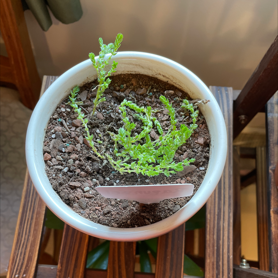 Potted Arroyo Lupine plant in early growth stages with visible soil.