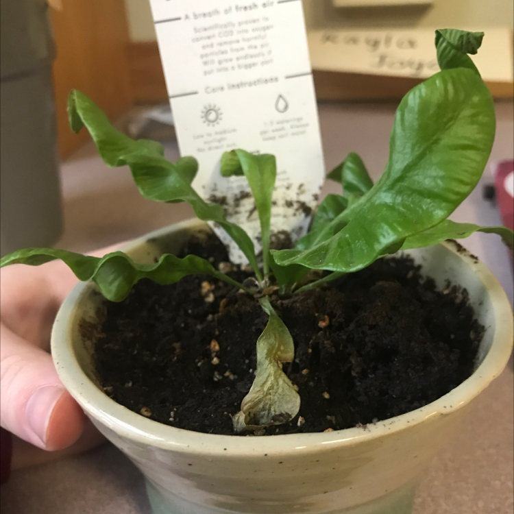 Japanese Bird's Nest Fern plant photo by @kjoyce0912 named Lil’ Nestie on Greg, the plant care app.