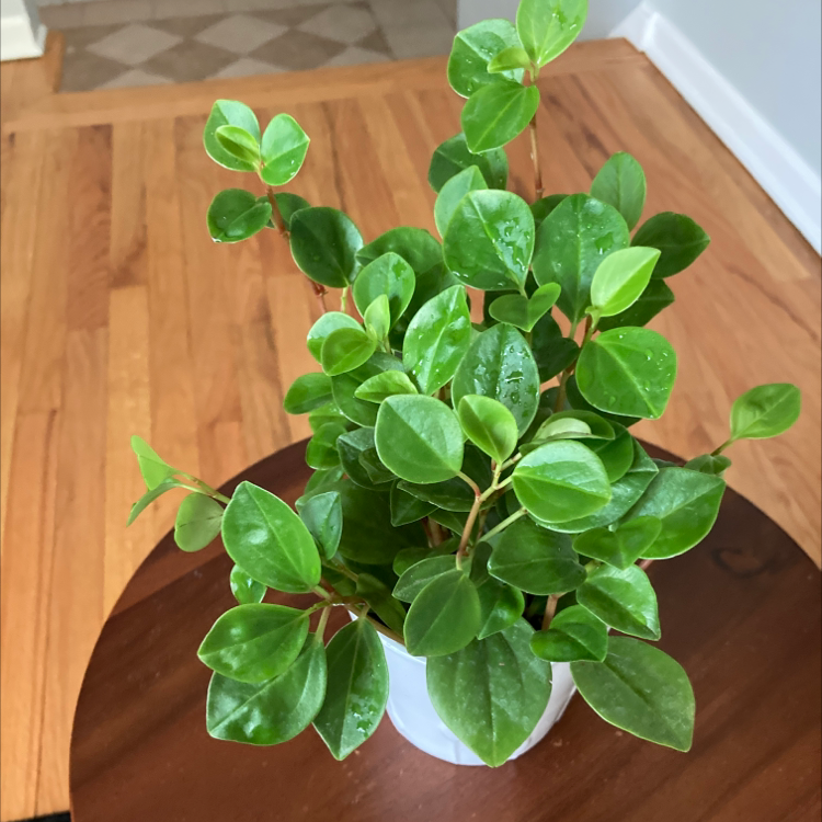 Photo of the plant species Radiator Plant by Chalina named Beckham on Greg, the plant care app