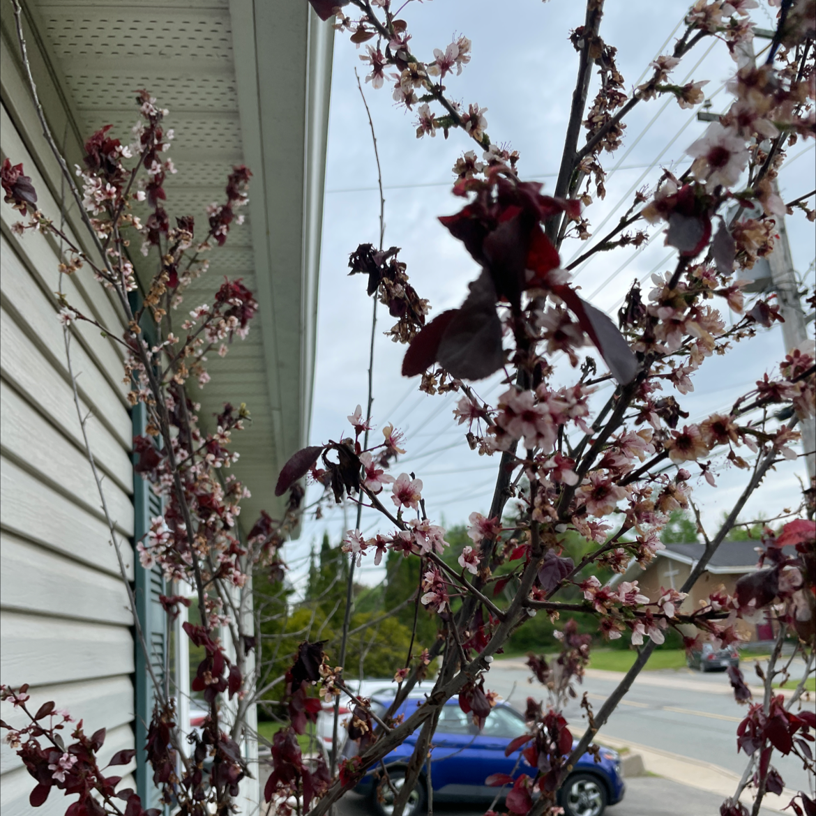 Photo of the plant species Purple Leaf Sand Cherry by Nathalie named Stella on Greg, the plant care app