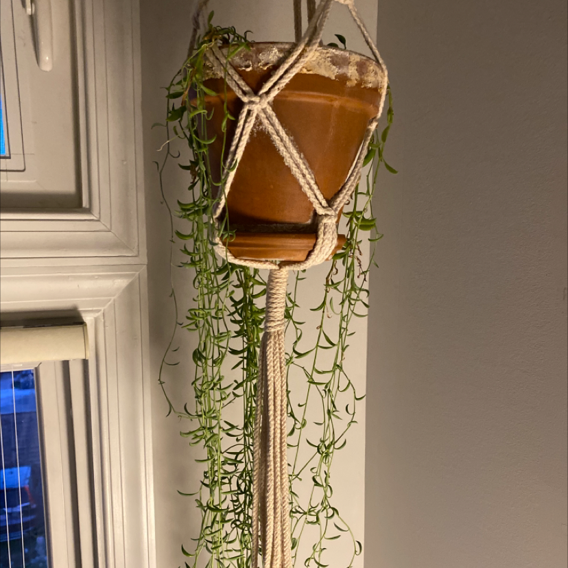 Healthy String of Bananas plant with long trailing vines and small green banana-shaped leaves, in a hanging planter.
