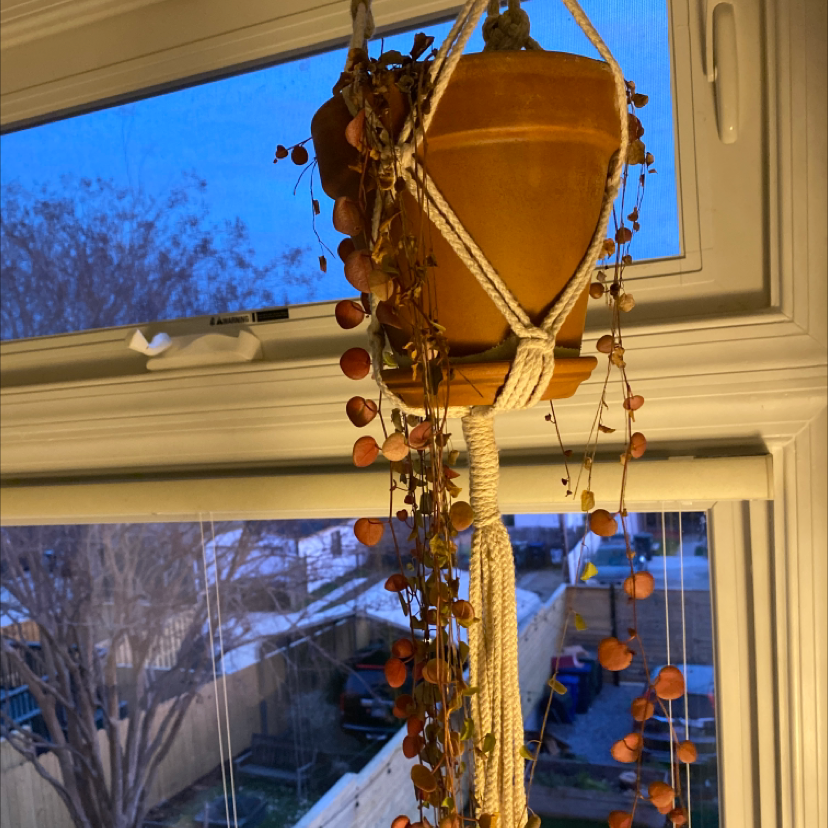 String of Hearts plant in a hanging pot by a window with some leaf discoloration.