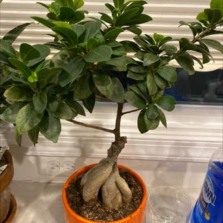 Ficus Ginseng plant in Washington, District of Columbia