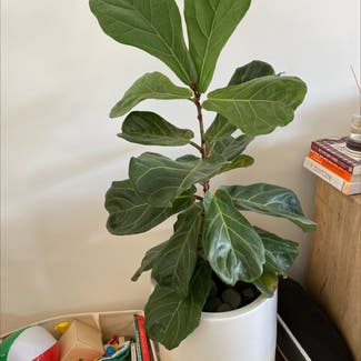 Fiddle Leaf Fig plant in Washington, District of Columbia