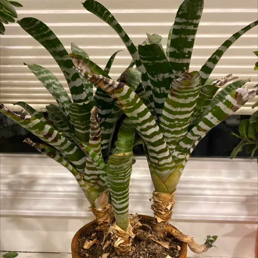 Flaming Sword Bromeliad with some browning leaves in a pot near a window.