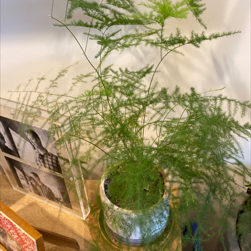 A healthy asparagus fern with lush green foliage, potted in a blue ceramic planter. The plant shows no signs of disease or poor health.