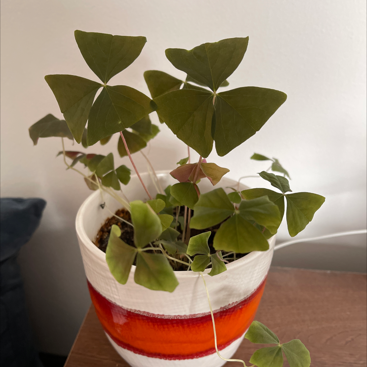 A healthy potted purple shamrock plant with dark green foliage, sitting in a red and white ceramic pot on a wooden surface.