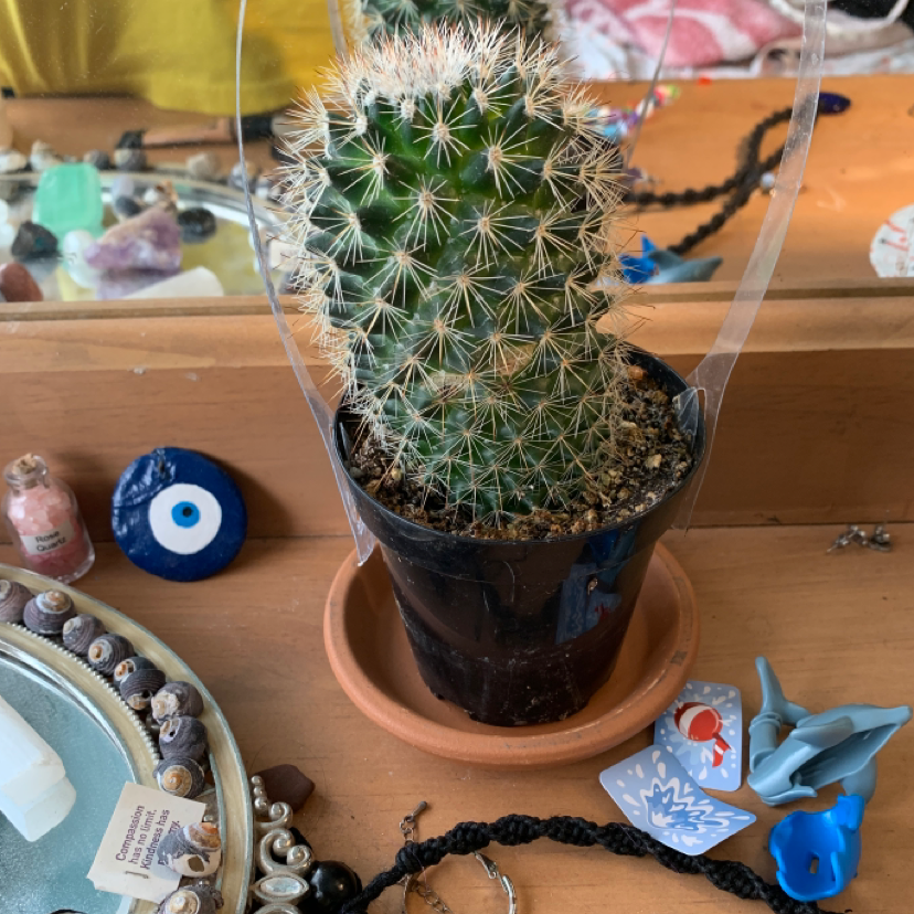 Close-up of a healthy potted Simpson's Hedgehog Cactus with dense fuzzy white spines, green body and no signs of disease
