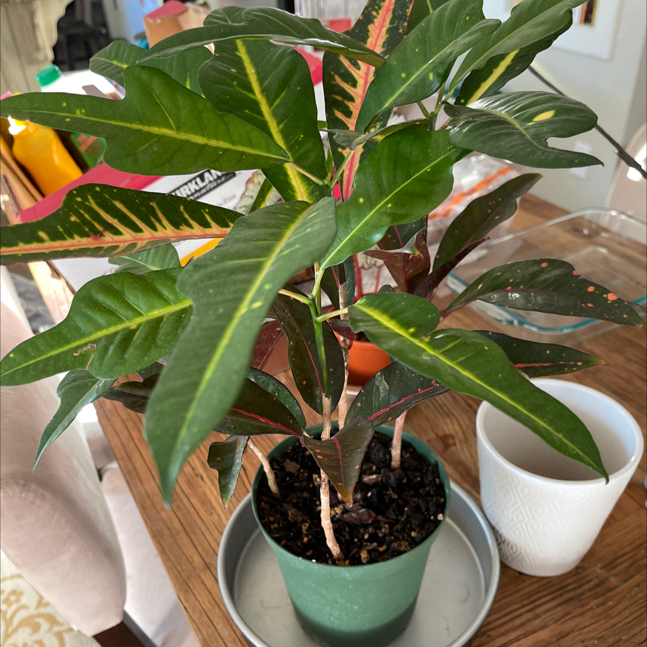 Gold Dust Croton plant in a green pot with healthy green leaves and yellow speckles.