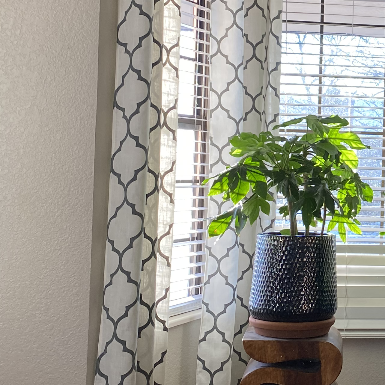 Fatsia plant in a decorative pot near a window with natural light.