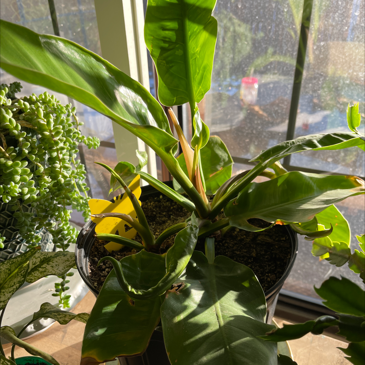 Philodendron 'Moonlight' plant in a pot with some yellowing leaves, in a well-lit indoor setting.