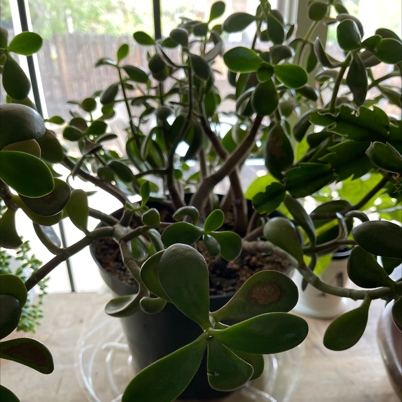 Lucky Plant plant photo by @DandelionWish named Esmeralda on Greg, the plant care app.