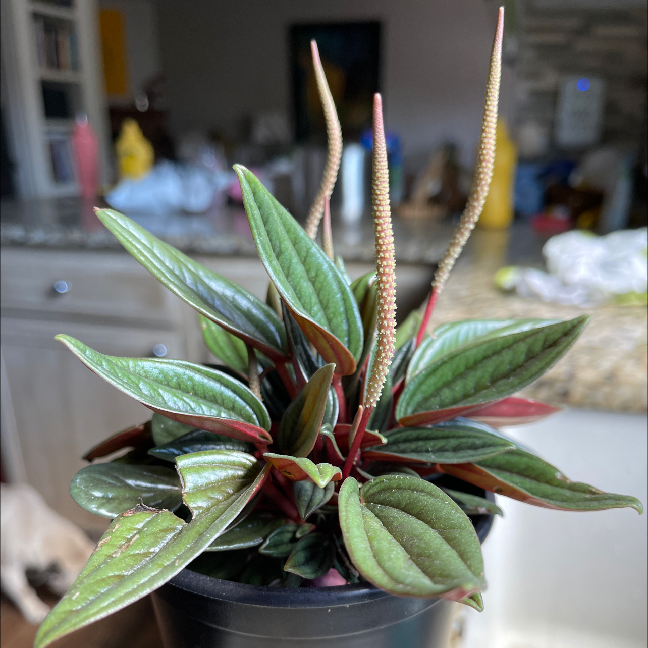 Peperomia 'Rosso' plant with healthy leaves and flower spikes in a pot.