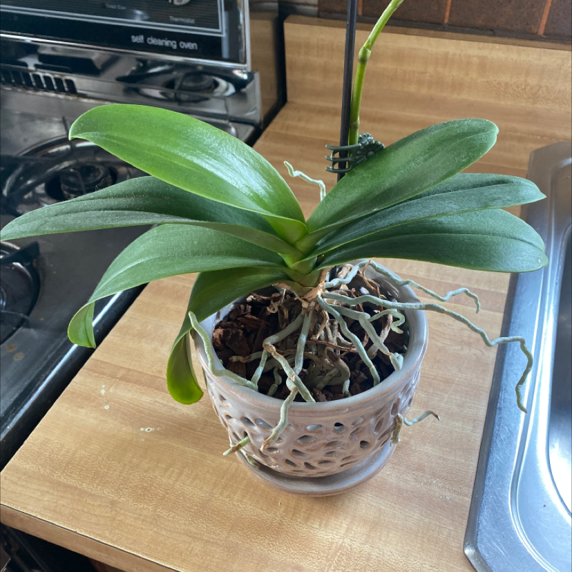Jewel Orchid in a pot on a kitchen counter with visible roots and green leaves.