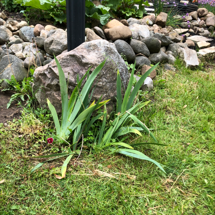 Photo of the plant species Dwarf Iris by Donna and walter named Doja Cat on Greg, the plant care app