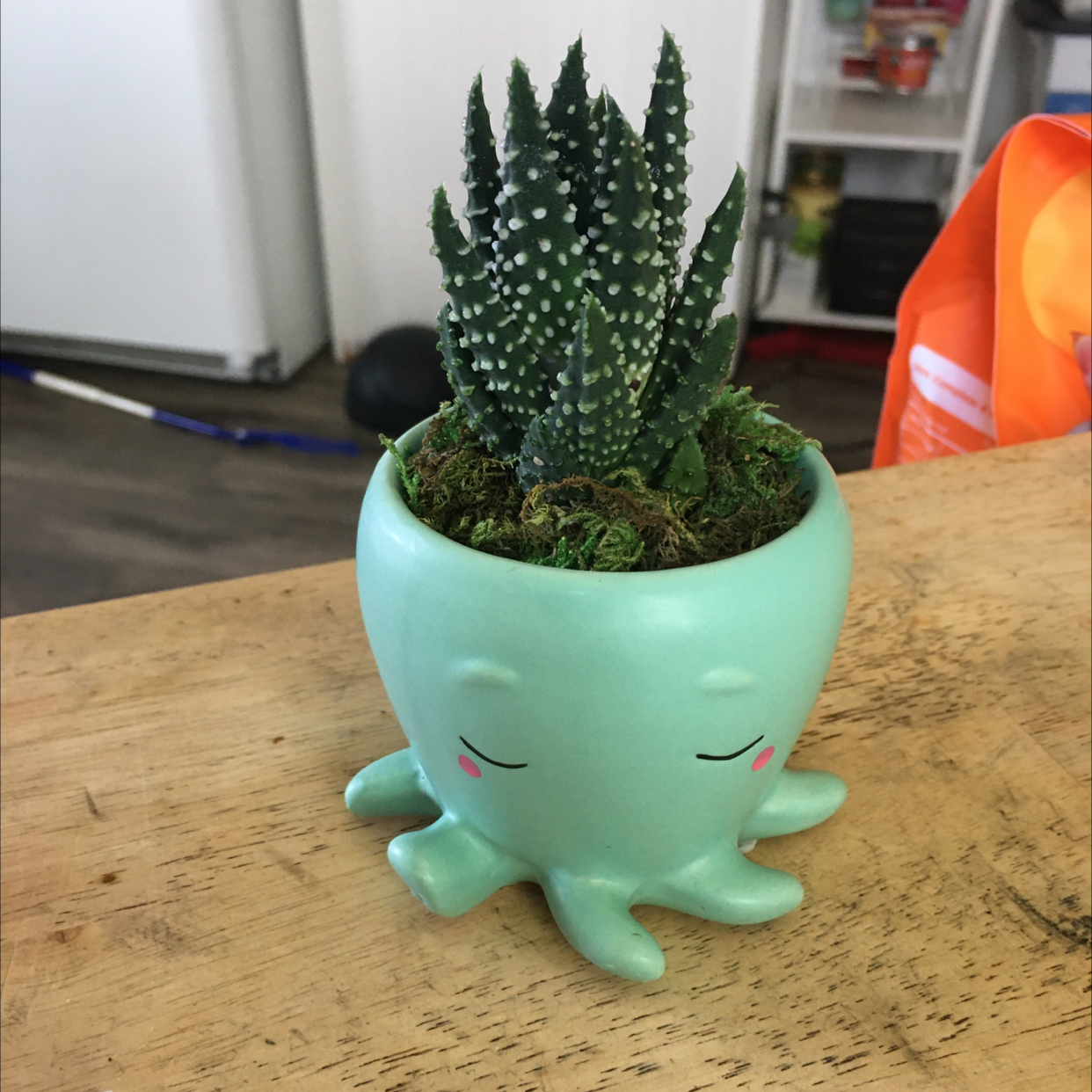 Zebra Plant plant photo by Ezra named Mochi on Greg, the plant care app.