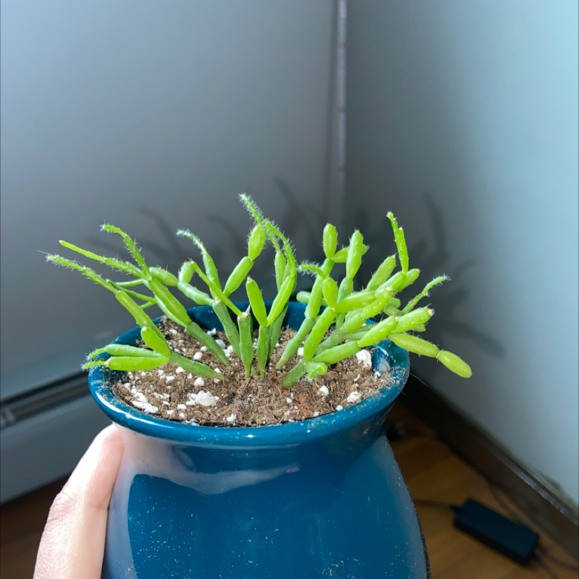 Dancing Bones plant photo by @toriroma named Salem on Greg, the plant care app.