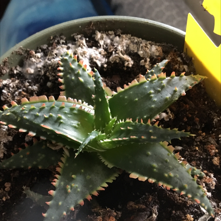 Short-Leaved Aloe plant in a pot with visible soil and minor leaf discoloration at the tips.
