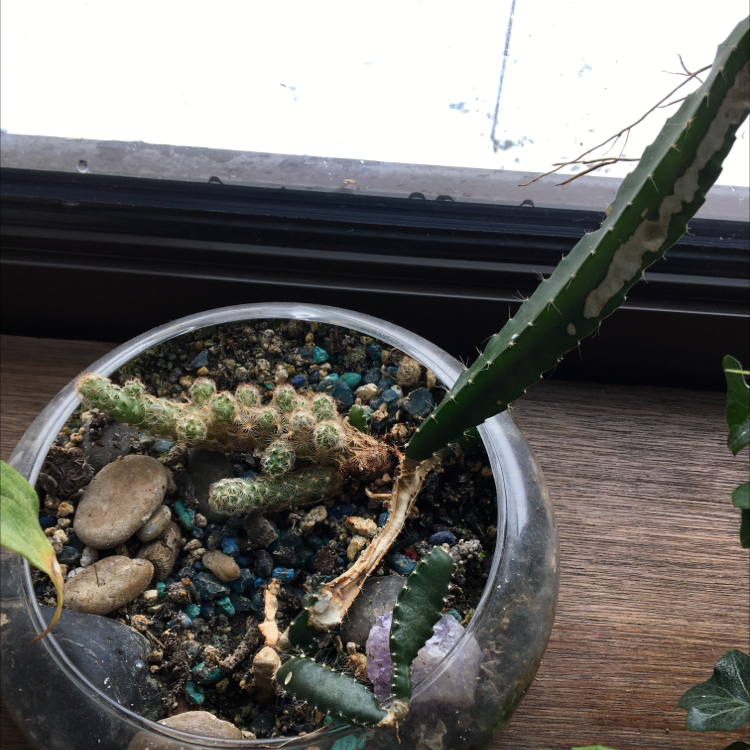 Potted Hedge Cactus with one healthy stem and one desiccated stem, visible soil with decorative stones.