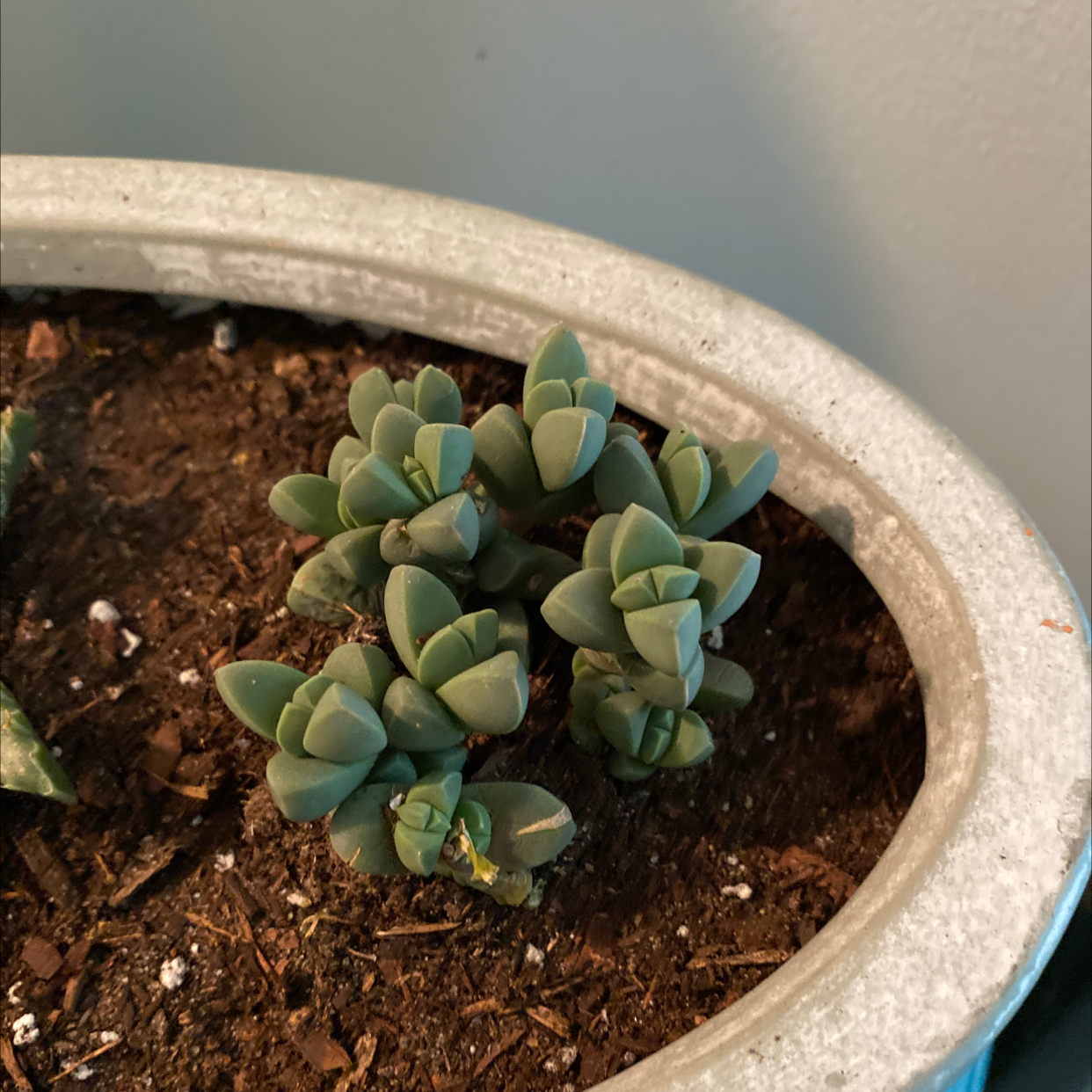 Photo of the plant species Titanopsis schwantes by @BryyRieger named Pearl on Greg, the plant care app