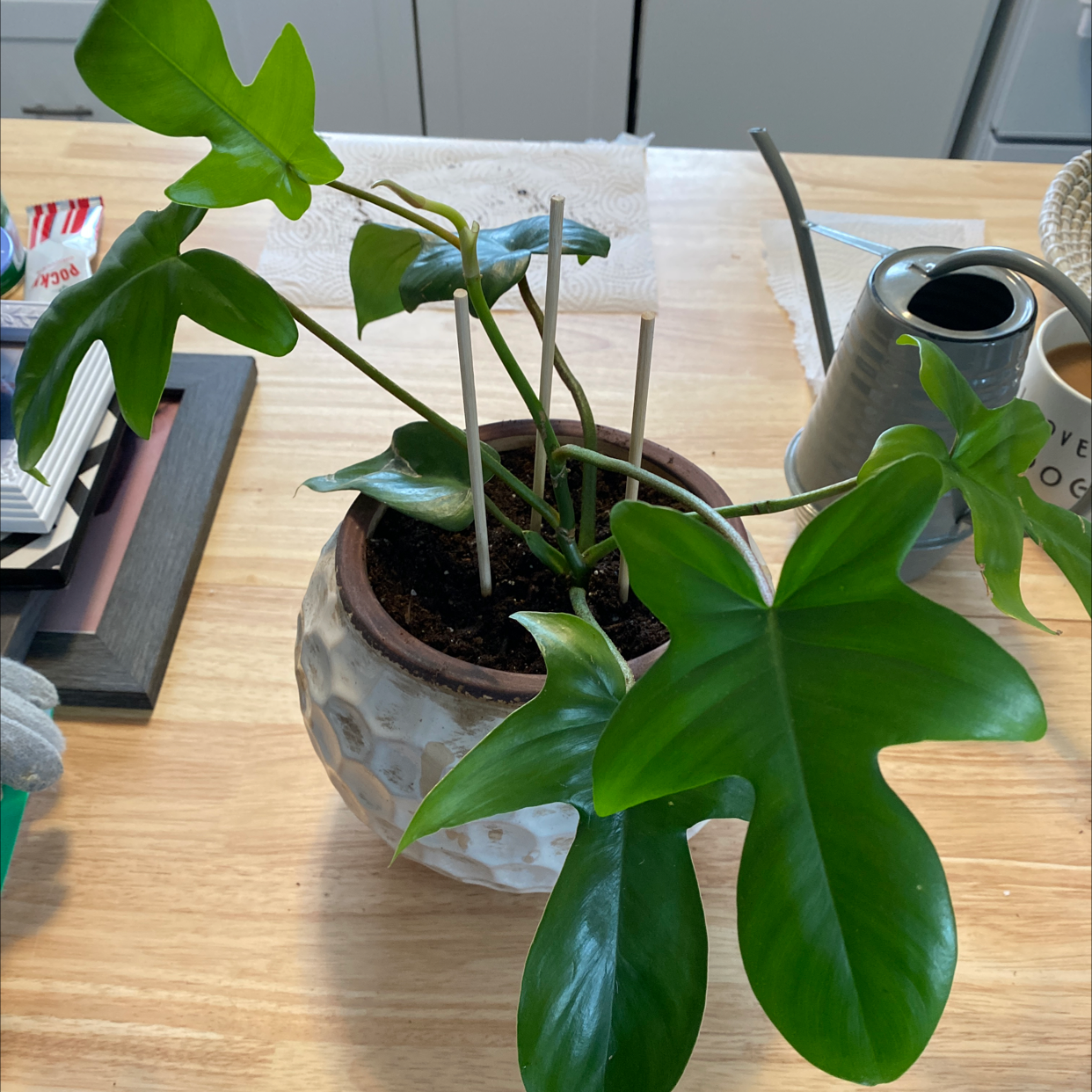 Philodendron 'Florida' plant in a pot on a wooden surface, appearing healthy with vibrant green leaves.