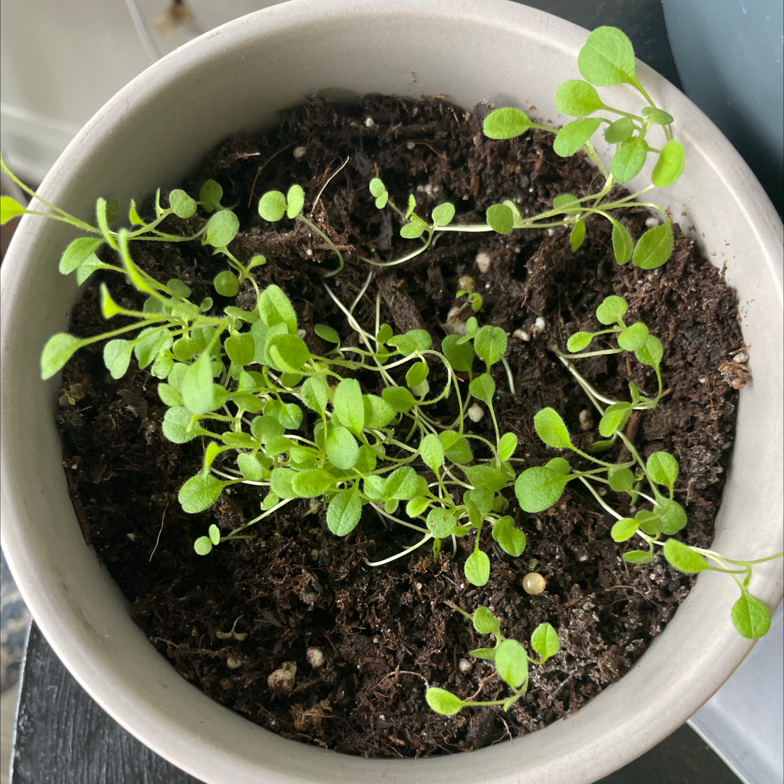 Potted Common Chickweed plant with healthy green leaves and visible soil.