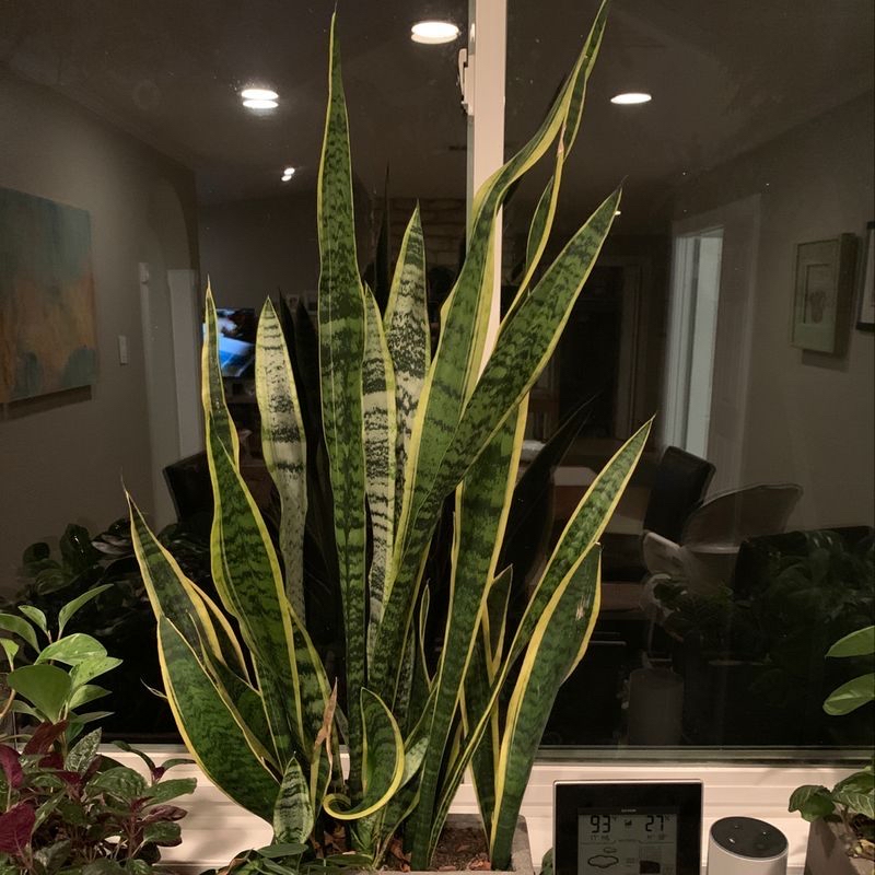 Healthy Snake Plant (Sansevieria trifasciata) indoors near a window with tall, variegated leaves.