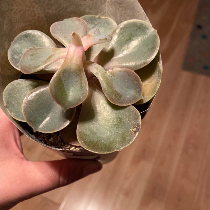 Ghost Plant (Graptopetalum paraguayense) succulent with pale green leaves, held by a hand.