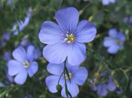 Photo of the plant species Perennial Flax by Megan named Wild flax on Greg, the plant care app