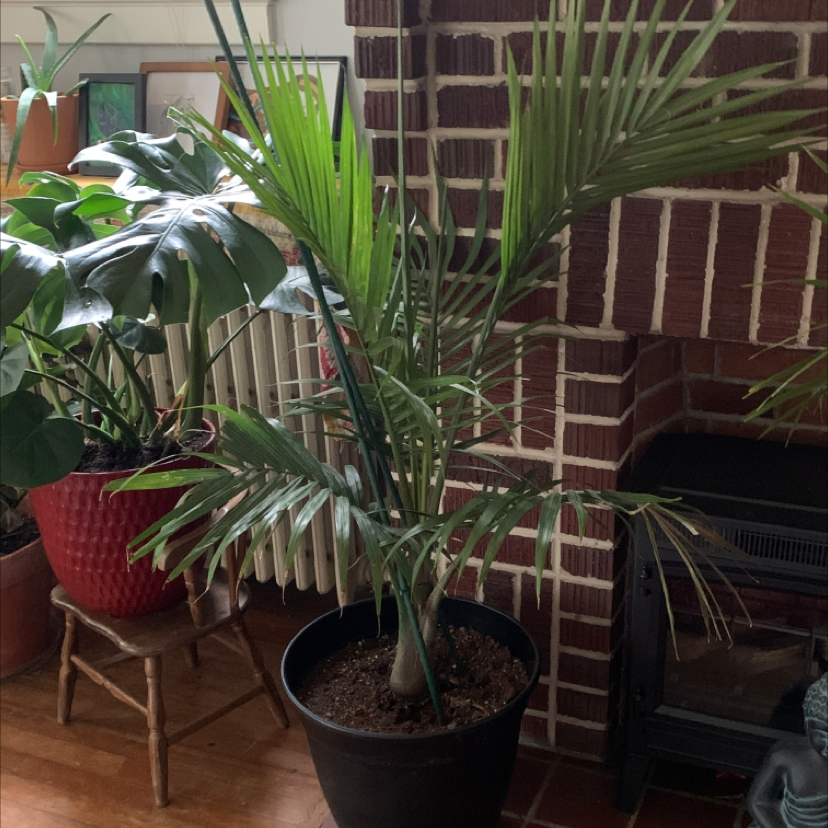 Healthy areca palm with lush green fronds, placed indoors on a red stand near a brick wall along with other plants.