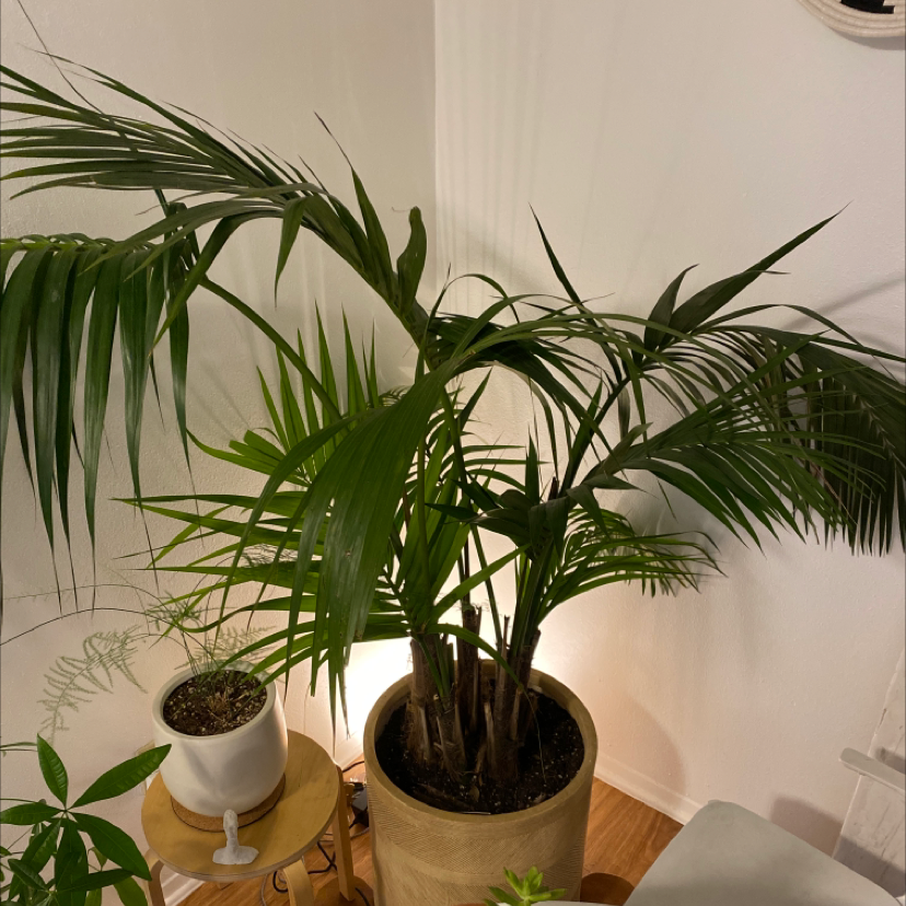 Two healthy Kentia Palm plants in pots on a wooden surface. The plants have lush, dark green arching fronds and visible moist soil.