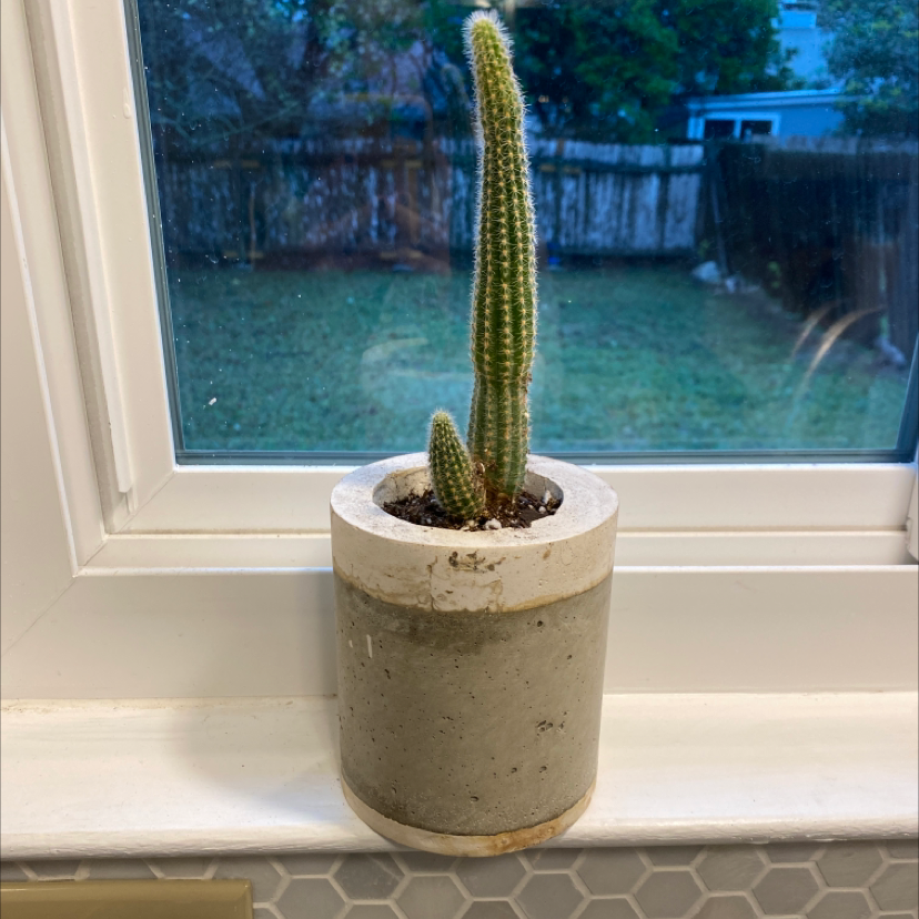Photo of the plant species Organ Pipe Cactus by @ChristineA named Tall cactus on Greg, the plant care app