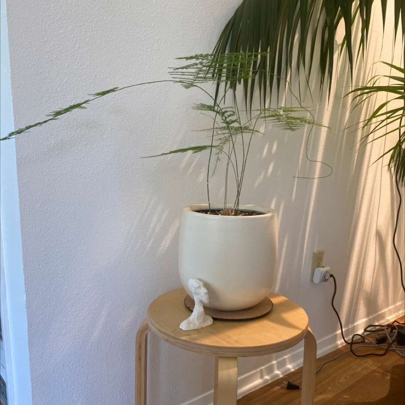 Healthy asparagus fern with long, thin green leaves in a white ceramic pot on a wooden table against a white wall.