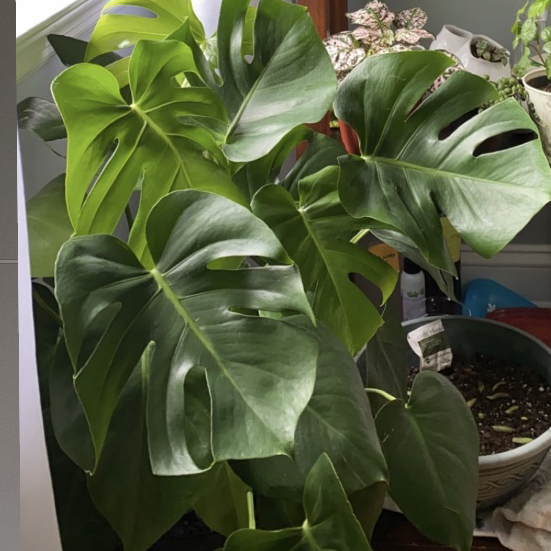 Monstera plant photo by Hailey named Monty on Greg, the plant care app.