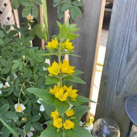 Photo of the plant species Dotted Loosestrife by Imelda named Remington on Greg, the plant care app