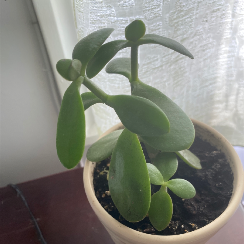 Lucky Plant plant photo by Imelda named Your plant on Greg, the plant care app.
