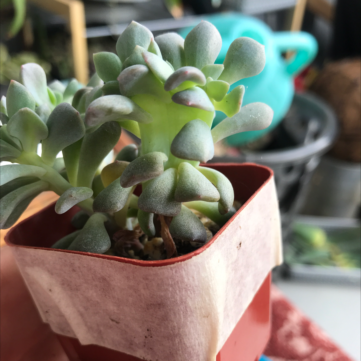 Purdy's Stonecrop succulent in a small pot with gardening tools in the background.