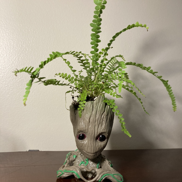 A healthy Erect Sword Fern plant in a decorative Groot pot, with lush green fronds and no signs of discoloration or damage.