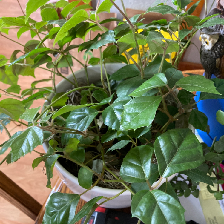 Healthy, vibrant Grape Ivy plant with lush green lobed leaves, no signs of disease or damage, well-focused image.