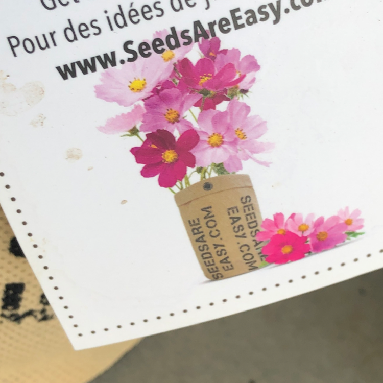 Photo of the plant species Garden Cosmos by @barfanie named wanda on Greg, the plant care app