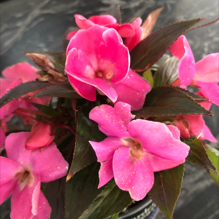 Photo of the plant species New Guinea Impatiens by @barfanie named poogirl on Greg, the plant care app