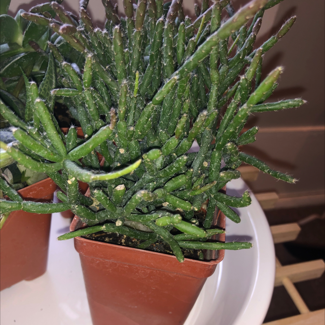Hairy Stemmed Rhipsalis in a small pot, healthy with no visible issues.