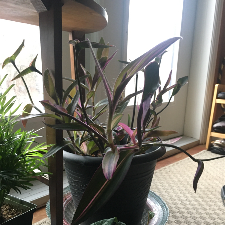Healthy purple and green Tradescantia pallida plant in a black plastic pot on a carpeted floor near a window.