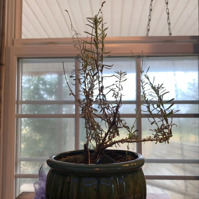 A struggling English Lavender plant in a green pot with significant leaf discoloration and wilting.