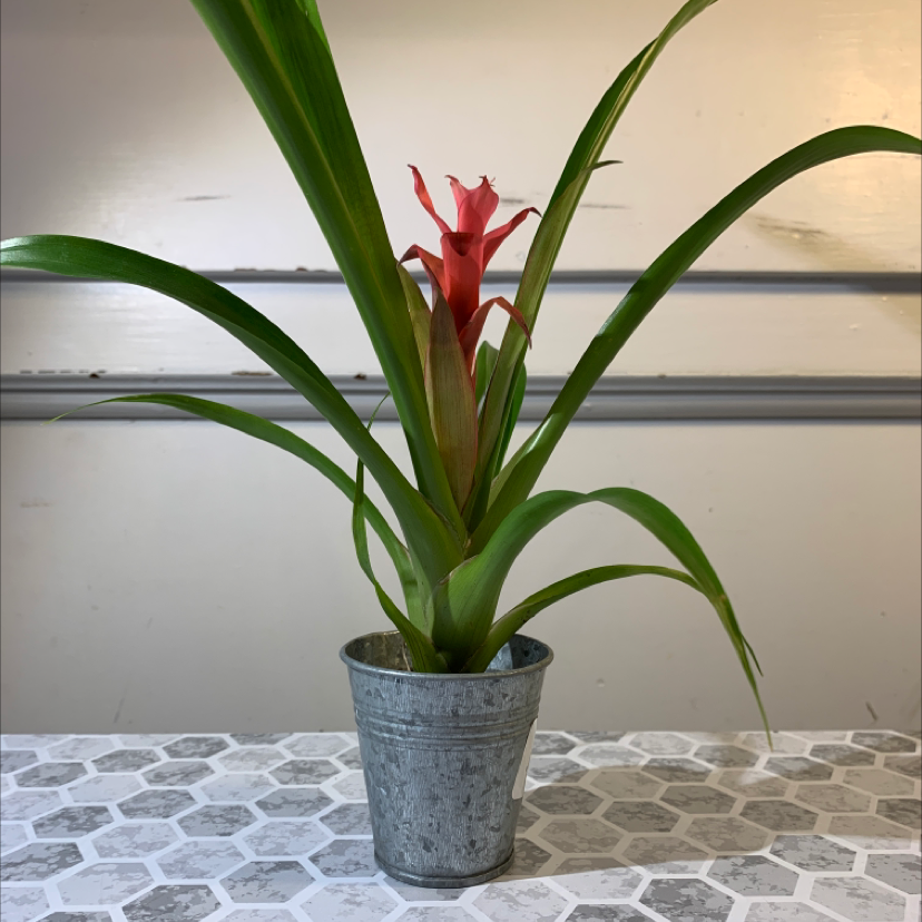A healthy red and green Guzmania lingulata airplant in a small metal pot, well-framed against a neutral tiled background.