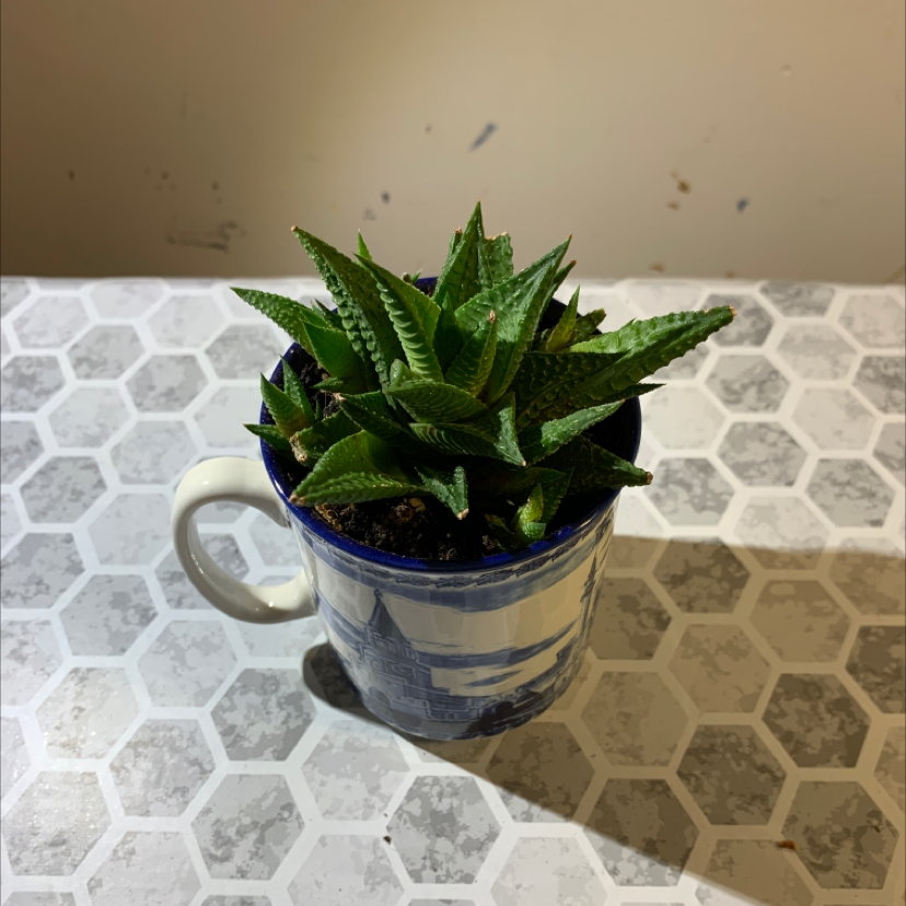A healthy Haworthia limifolia succulent plant with vibrant green triangular leaves in a blue and white patterned mug.