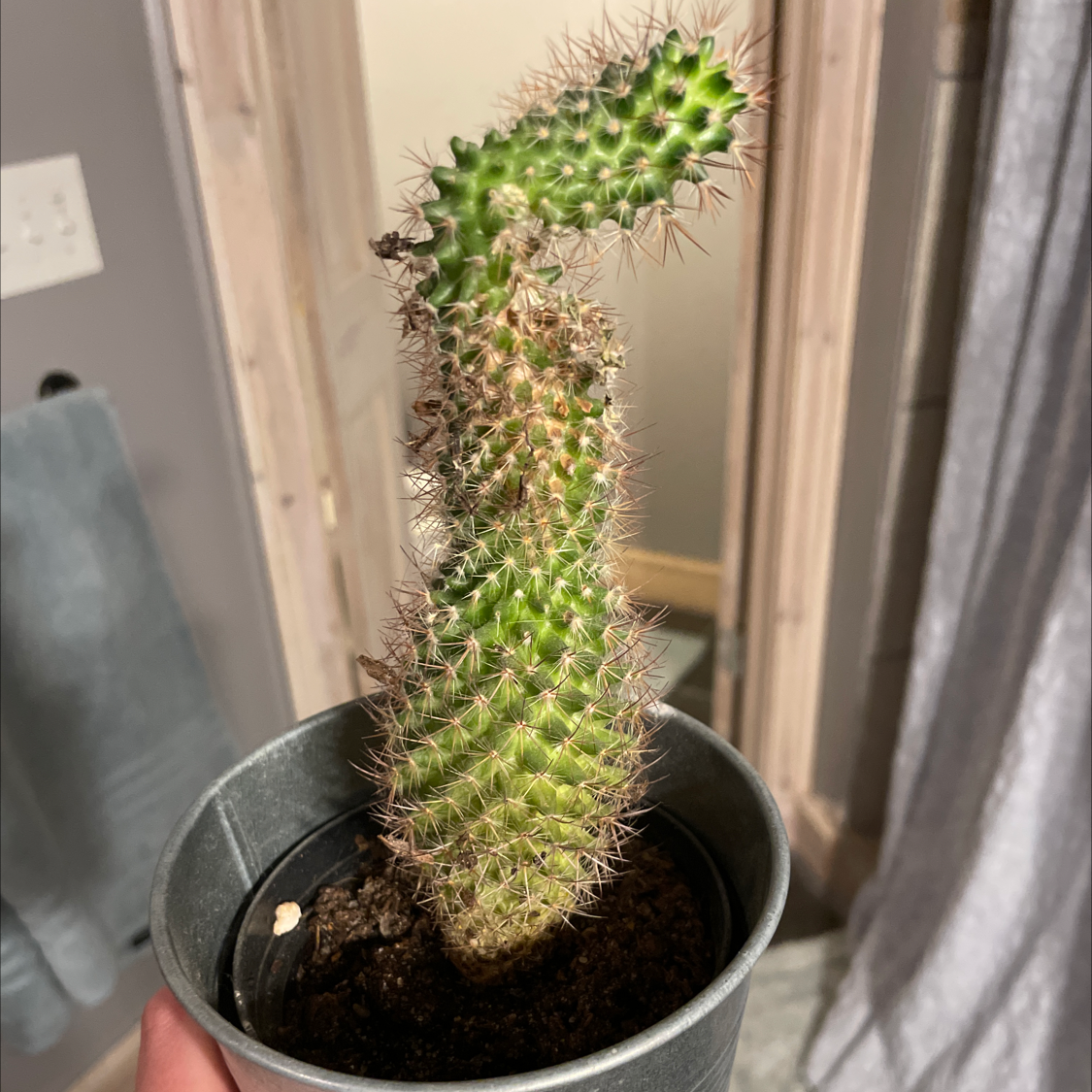 Spiny Pincushion Cactus in a small pot with visible soil, held by a hand.