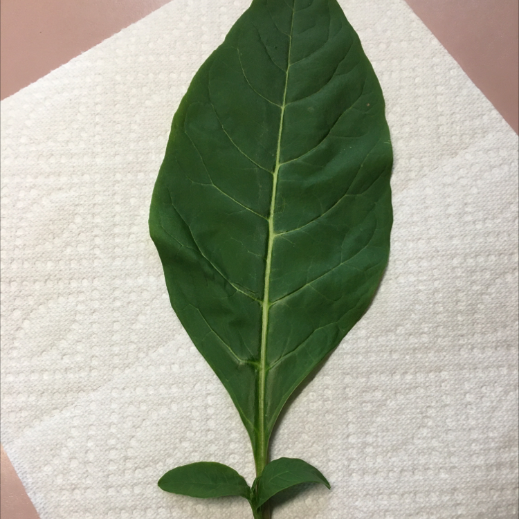 A single green leaf of American Pokeweed on a white paper towel.