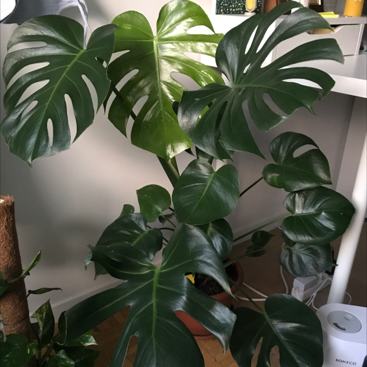 Monstera plant photo by Kate named Miss green on Greg, the plant care app.