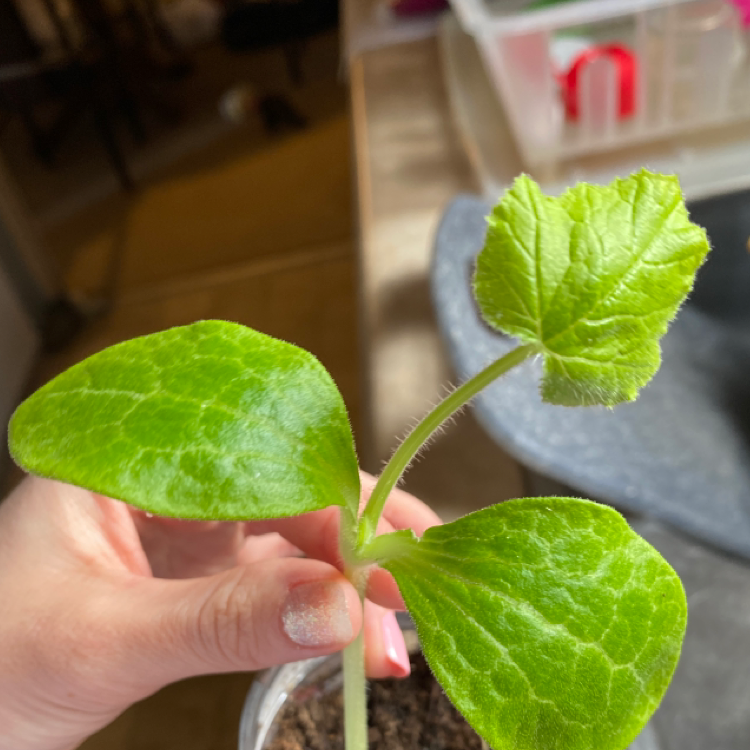 🌱 How Do I Propagate My Summer Squash?
